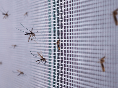 About Monthly Pest Prevention Plans Springfield - monthly pest prevention plans experts in Springfield